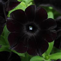 Black Magic Petunia