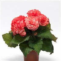 On Top<sup>®</sup> Surprise Tuberous Begonia