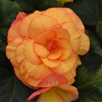 On Top<sup>®</sup> Sunset Shades Tuberous Begonia