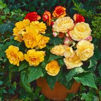 On Top<sup>®</sup> Sunset Shades Tuberous Begonia