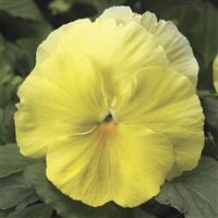 Colossus Lemon Shades Pansy