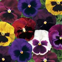 Colossus Blotch Mix Pansy