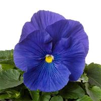 Colossus True Blue Pansy