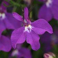 Waterfall™ Purple Lobelia