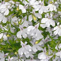 Waterfall™ White Blush Lobelia