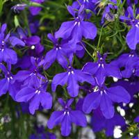 Waterfall™ Dark Blue Lobelia