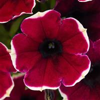 Burgundy Bliss Petunia