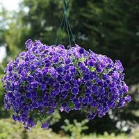 Rhythm And Blues Petunia