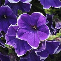 Rhythm And Blues Petunia