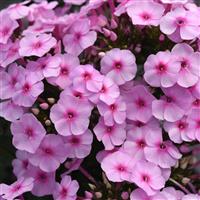 Phlox paniculata Super Ka-Pow™ Blue