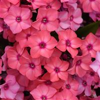 Phlox paniculata Super Ka-Pow™ Coral