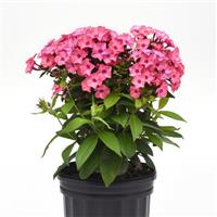 Phlox paniculata Super Ka-Pow™ Coral