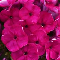 Phlox paniculata Super Ka-Pow™ Fuchsia