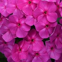 Phlox paniculata Super Ka-Pow™ Lavender