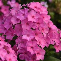 Phlox paniculata Super Ka-Pow™ Pink