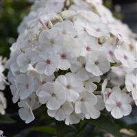 Phlox paniculata Super Ka-Pow™ White