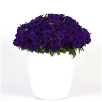 Headliner™ Blue Petunia