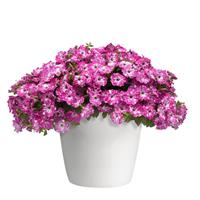 Headliner™ Pink Sky Petunia