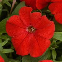 Headliner™ Red Petunia