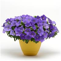 Headliner™ Sky Blue Petunia