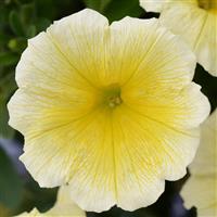 Headliner™ Yellow Petunia