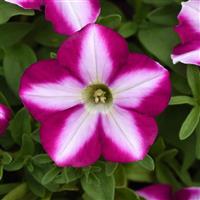 Headliner™ Raspberry Swirl Petunia