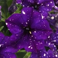 Headliner™ Violet Sky Petunia