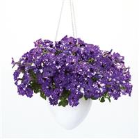 Headliner™ Night Sky<sup>®</sup> Petunia