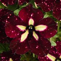 Headliner™ Starry Sky Burgundy Petunia