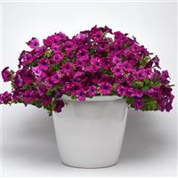 Headliner™ Electric Purple Sky Petunia