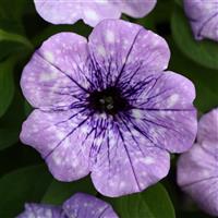 Headliner™ Crystal Sky Petunia