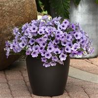 Headliner™ Crystal Sky Petunia