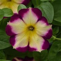 Headliner™ Banana Cherry Petunia