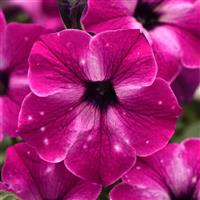 Headliner™ Enchanted Sky Petunia