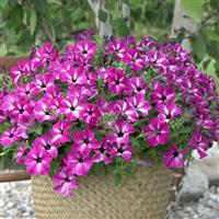 Headliner™ Enchanted Sky Petunia