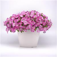 Headliner™ Light Pink Sky Petunia