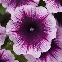 Headliner™ Blackberry Vein Petunia