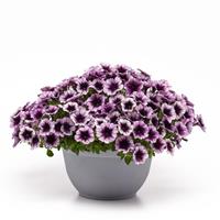 Headliner™ Blackberry Vein Petunia