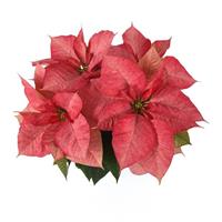 Christmas Aurora™ Queen Poinsettia