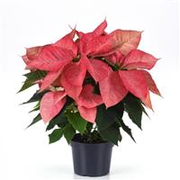 Christmas Aurora™ Queen Poinsettia