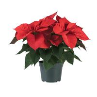 Christmas Aurora™ Red Poinsettia