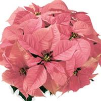 Christmas Feelings™ Pink Poinsettia