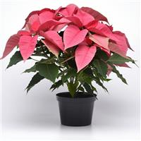 Christmas Feelings™ Pink Poinsettia