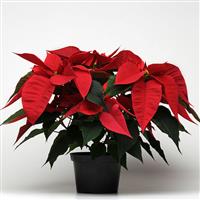 Christmas Feelings™ Red Poinsettia