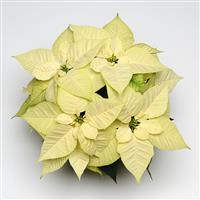 Christmas Feelings™ White Poinsettia