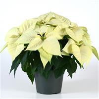 Christmas Feelings™ White Poinsettia