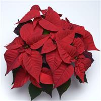 Christmas Feelings™ Merlot Poinsettia