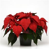 Christmas Feelings™ Merlot Poinsettia