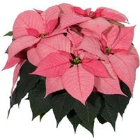 Christmas Glory™ Pink Poinsettia