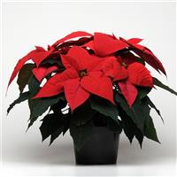 Christmas Glory™ Red Poinsettia